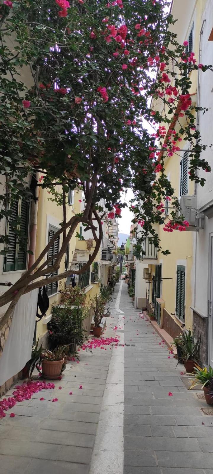 La Casa Rosa Di Giulia Villa Ischia Exterior photo