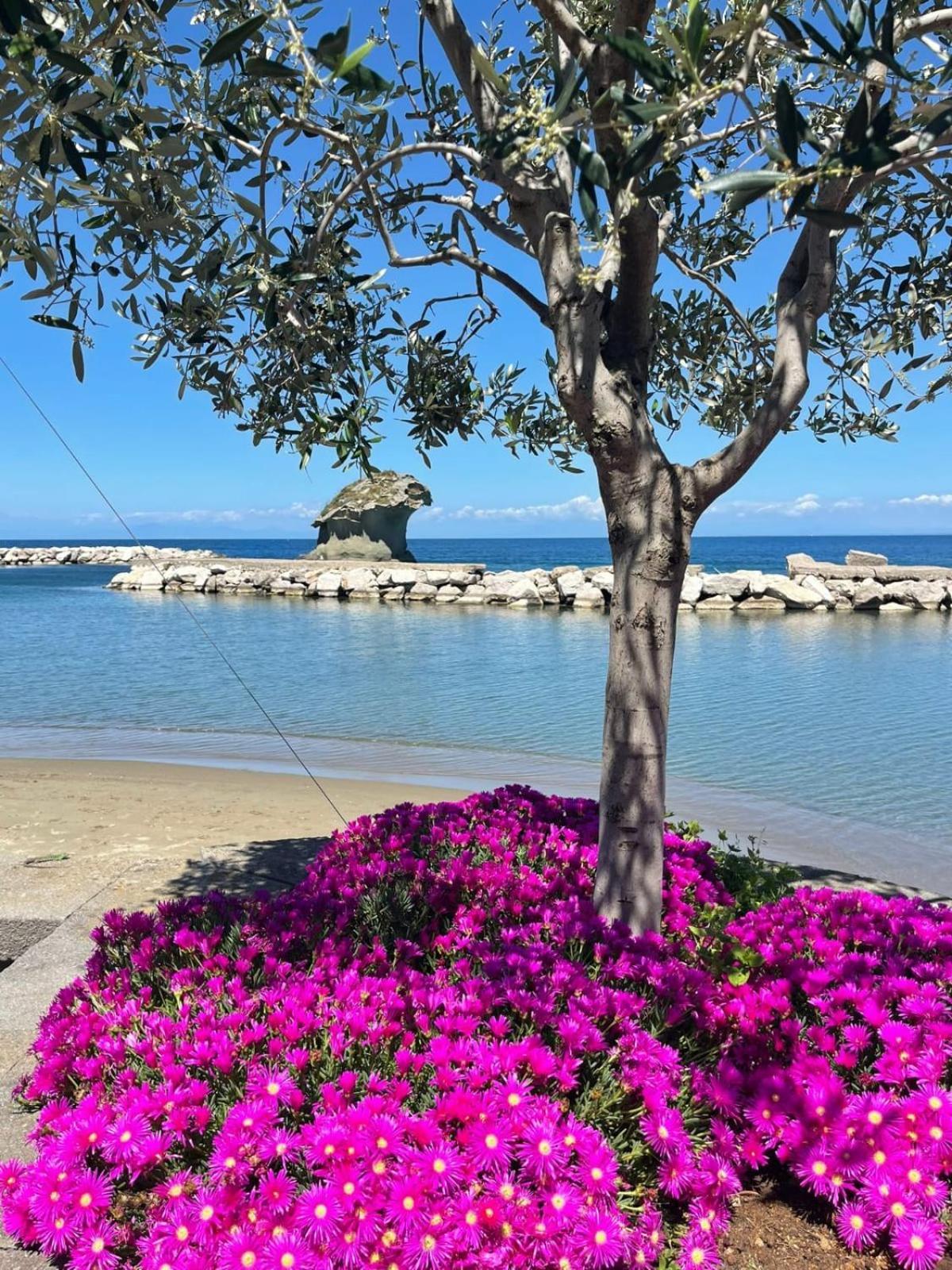 La Casa Rosa Di Giulia Villa Ischia Exterior photo